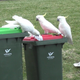 Imagen para el artículo titulado Australia inicia una guerra fría contra las cacatúas que se enseñan unas a otras a abrir contenedores de basura